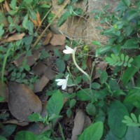 Rhinacanthus polonnaruwensis L.H.Cramer